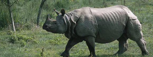 Forest guard kills rhino in self-defence