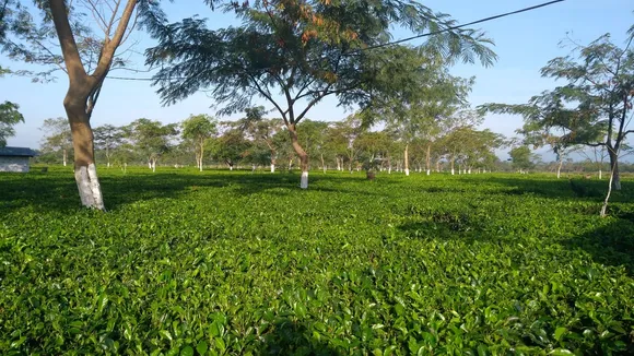 Assam produce 80 million kg surplus  tea, bad shape