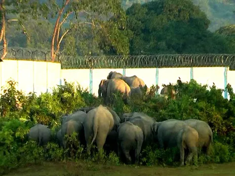 NGT orders NRL to demolish wall that obstructs elephants’ movement