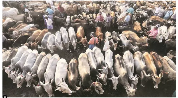 Huge cattle smuggling across Bangladesh border