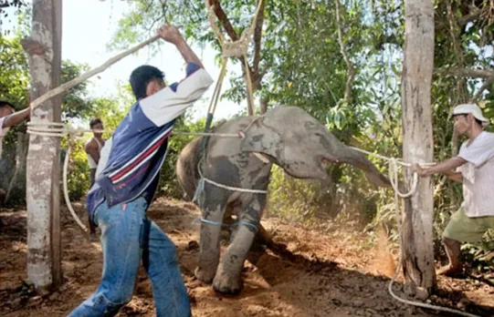 SC declares use of spikes and fireballs against elephants ‘barbaric’