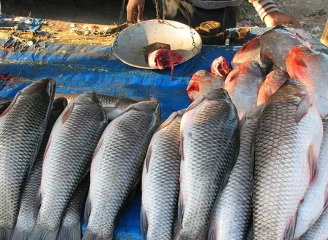 Formalin In Fish: Assam Fishery Dept Asks Four Institutes To Conduct Inquiry