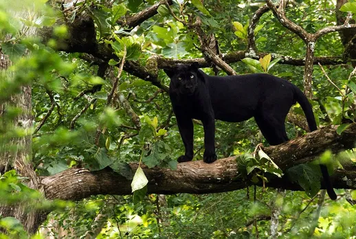 Two black panther cubs die in State Zoo