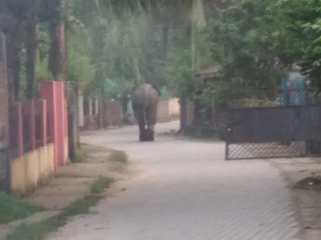 Elephant on the rampage in City