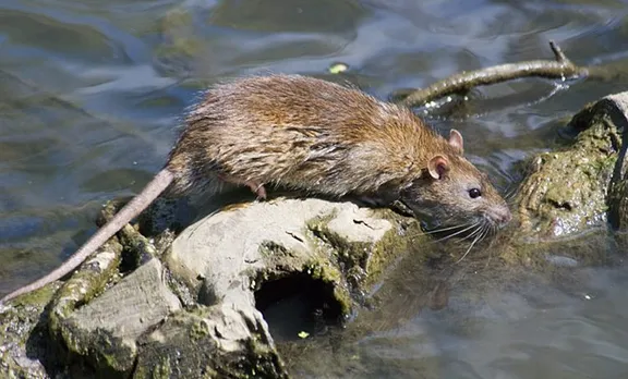After floods, rat fever claims 12 lives in Kerala