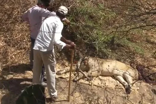 Canine Distemper Virus behind deaths of some lions in Gir