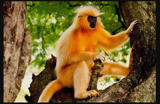 At last! Endangered Assam golden langurs to be conserved