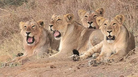 21 Lions Dead in Gir Forest in 20 Days
