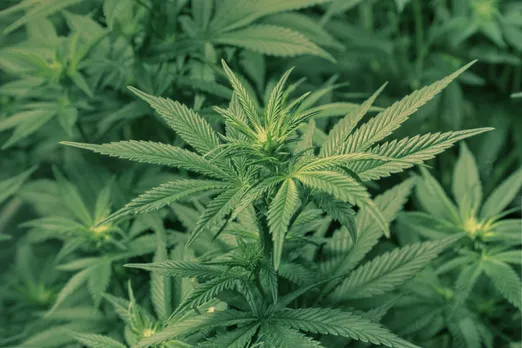 Around 400kg hemp destroyed in Meghalaya