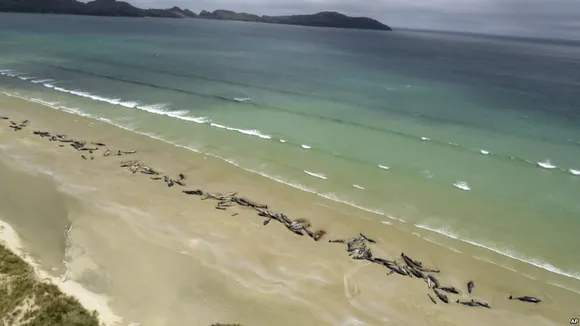 145 pilot whales die after stranding off New Zealand coast