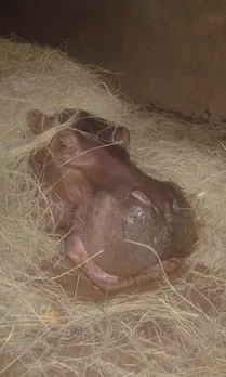 Oldest hippo dies at Assam Zoo