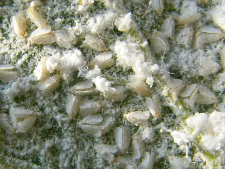 Whitefly infestation giving Assam farmers sleepless nights