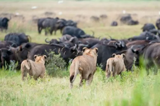 400 buffaloes drown fleeing lions in Botswana