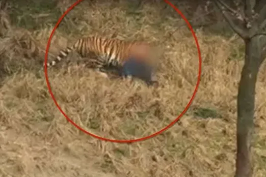 Man killed in ‘Tiger Attack’ in Dhekiajuli