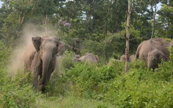 Wild Jumbos kills four in Karbi Anglong