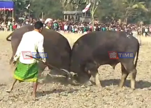 Buffalo fights in Assam despite SC ban