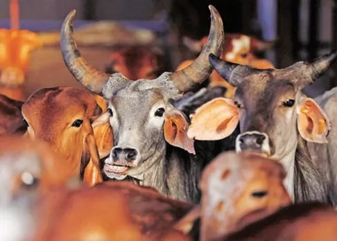 Cow sheds to be set-up in UP