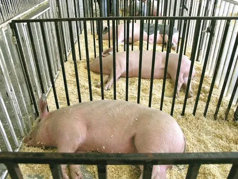 Swine Flu outbreak: Mizoram bans pigs import