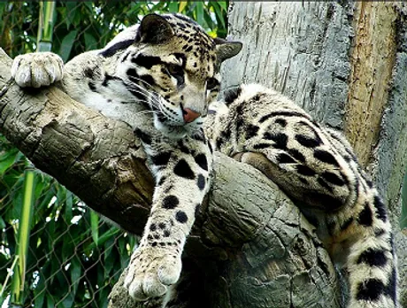 Clouded leopard mascot for  Meghalaya Nat’l games