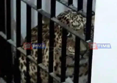 Leopard attacks woman in Guwahati