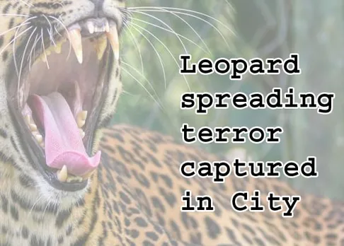 Leopard spreading terror captured in City