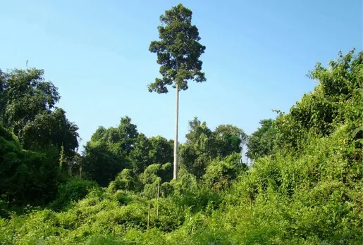 Timber smugglers uproot three forests