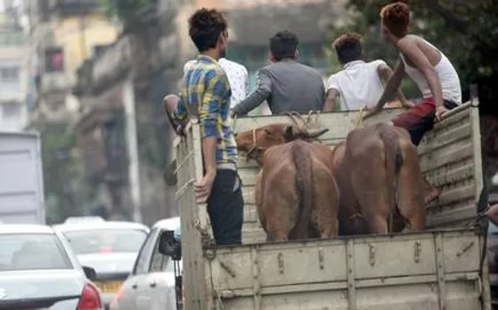 Cattle smuggling continues in North East