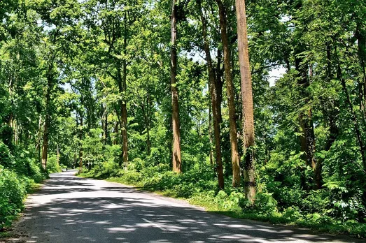 Court removes Assam forest top boss
