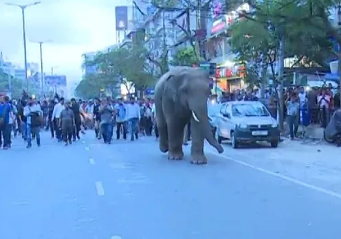 WATCH | Traffic stranded by elephant’s procession in Guwahati