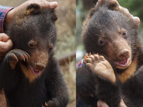 Assam Zoo Welcomes Baby Himalayan Black Bear