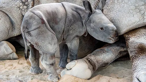 Historic Rhino Birth at Zoo Miami