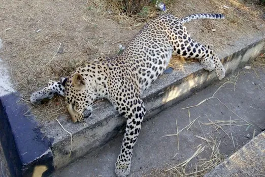 Leopard Hacked To Death In Sonari