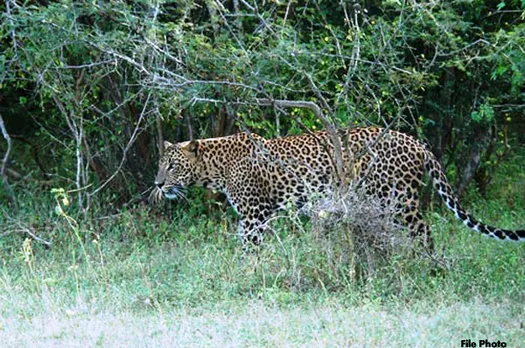 Leopard Kills 7-Year Old Girl In Uttarakhand