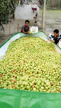 Prabhakar sales berry Rs 12 lakh p.a