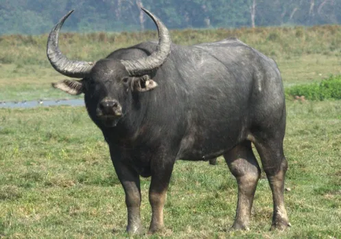 Assam buffaloes to save Chhattisgarh’s
