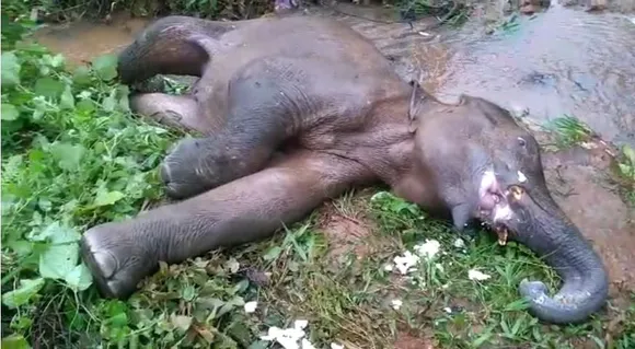Injured elephant found in city