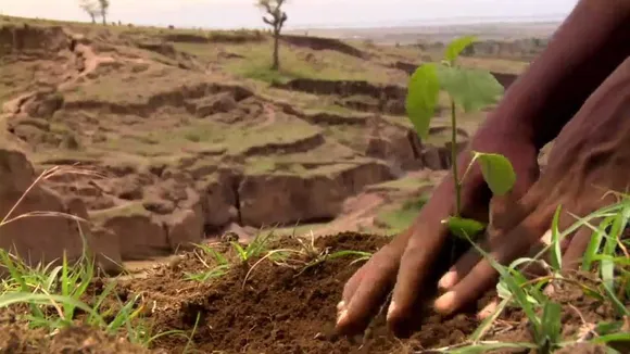 Afforestation Drive in Tripura, Mizoram