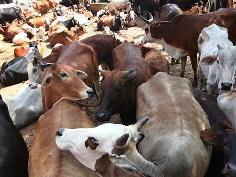 Cattle Smuggling Continues Unabated In Assam