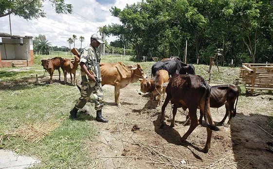 BSF Shoots Cattle Smuggler In Tripura