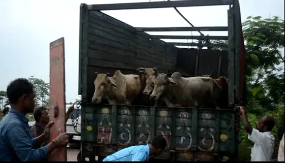 Cattle Laden Truck Seized in Morigaon