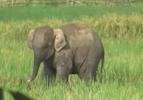 Elephant calf rescued in Mornoi