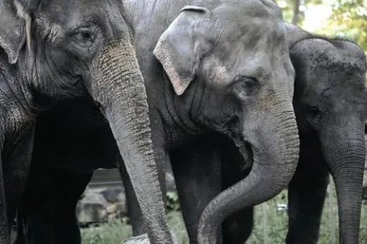PIL Filed In GHC Against Transportation of Elephants