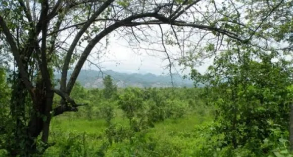World Environment Day | Necessity of man-made forest in Assam