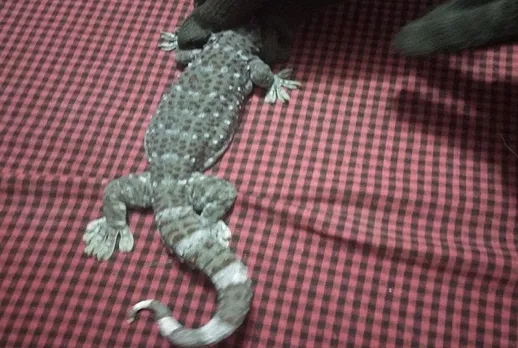 Tokay Geckos rescued from Barpeta