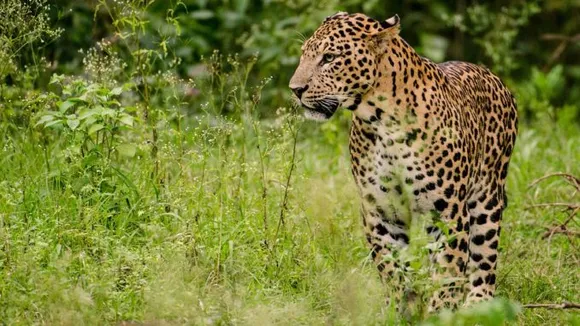 Leopard Beaten To Death By Angry Villagers In Assam's Golaghat