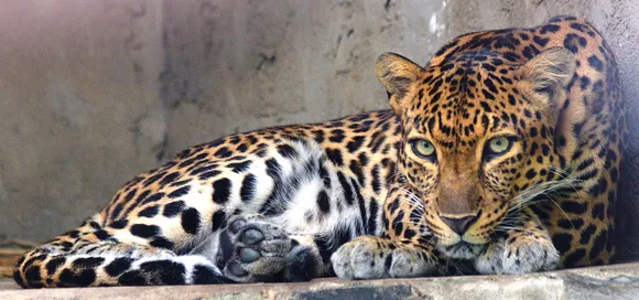 Leopard rescued at Sivasagar