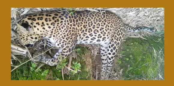 Leopard Carcass Recovered in Digboi