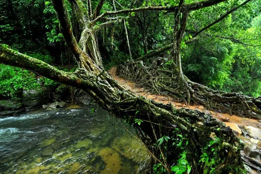 Assam-Bengal tourist harm Living Root Bridge