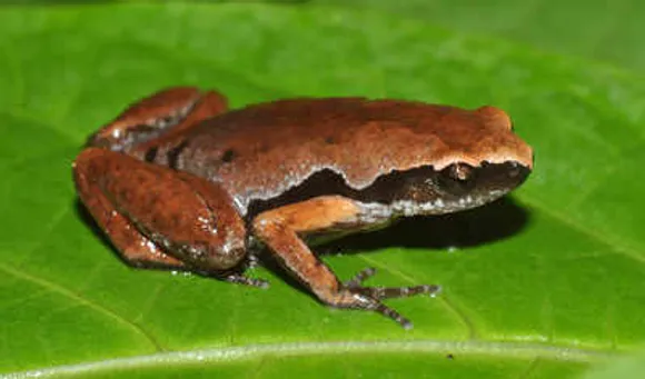 Scientists Discover New Frog In Assam