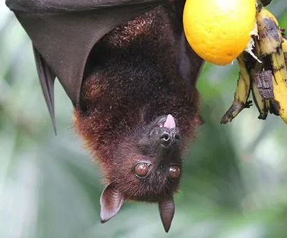 Nipah Virus Outbreak: Karnataka on High Alert